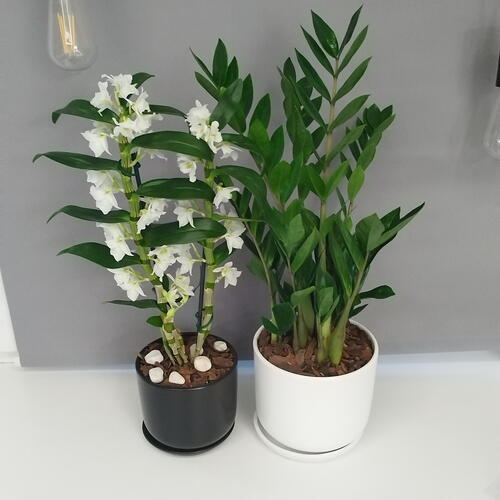 review-photo-before