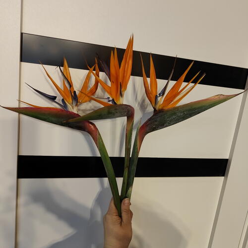 review-photo-before