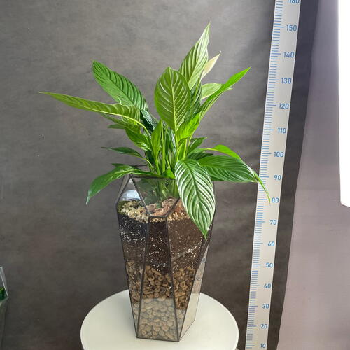 review-photo-before