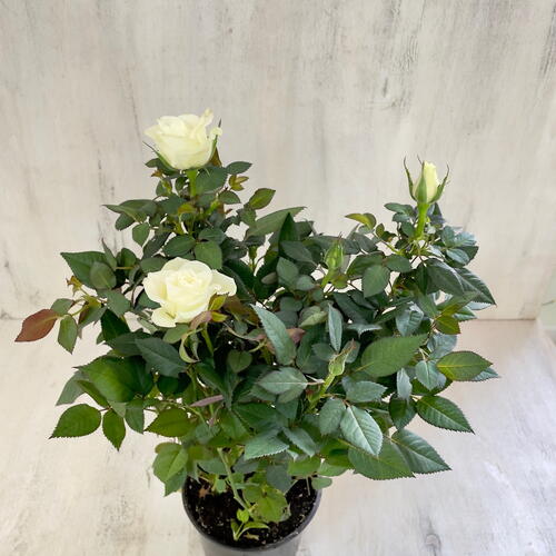 review-photo-before