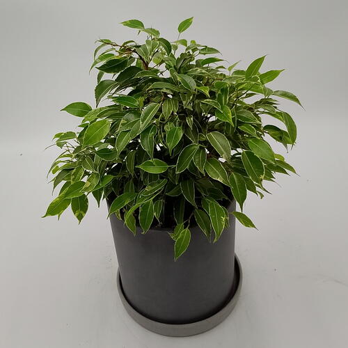 review-photo-before