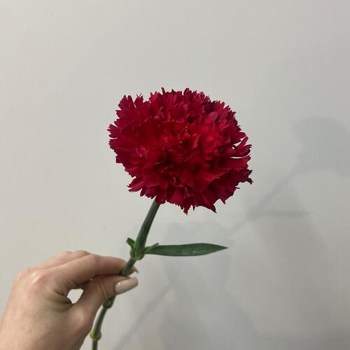 review-photo-before