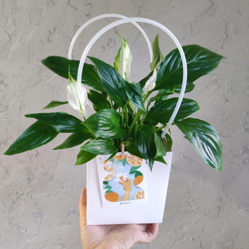 review-photo-before