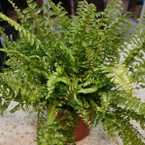 review-photo-before