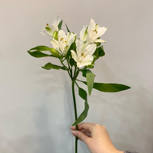 review-photo-before