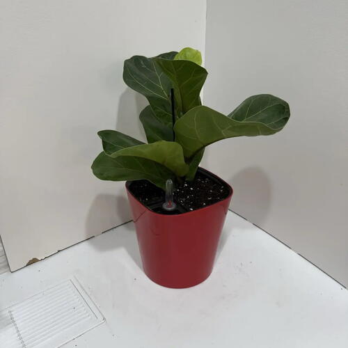 review-photo-before
