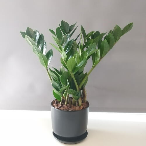 review-photo-before