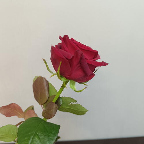 review-photo-before