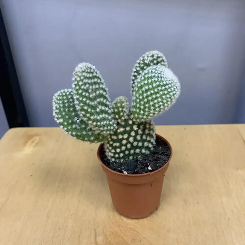 review-photo-before