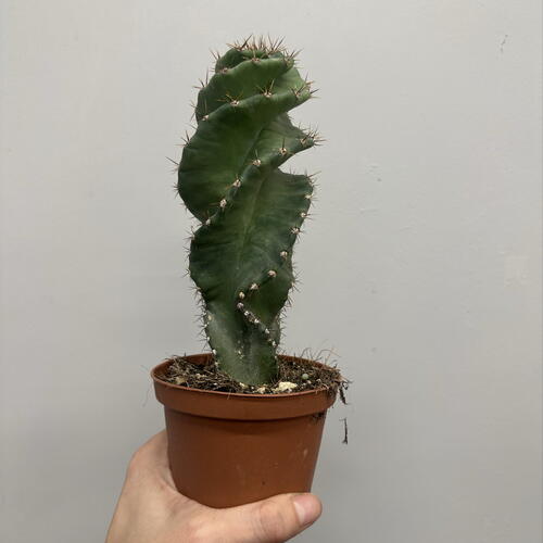 review-photo-before