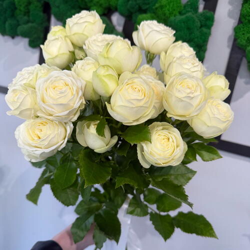 review-photo-before