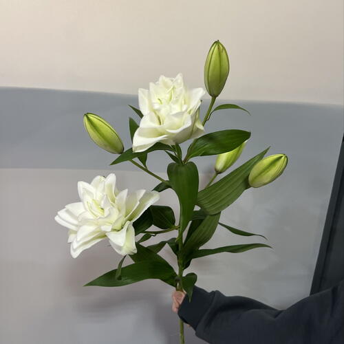 review-photo-before