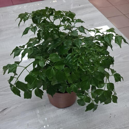 review-photo-before