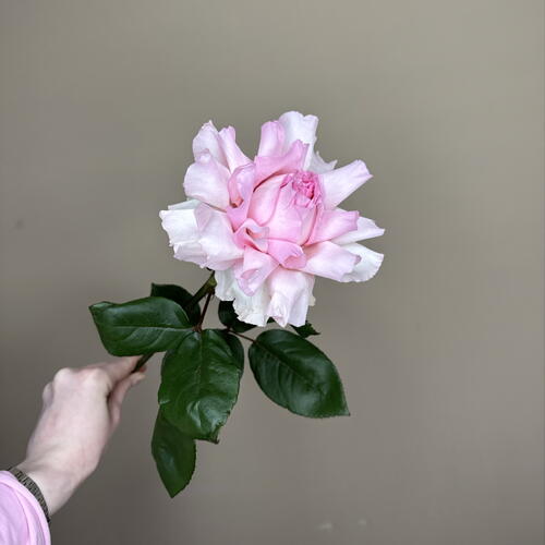 review-photo-before