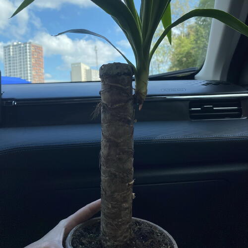 review-photo-before
