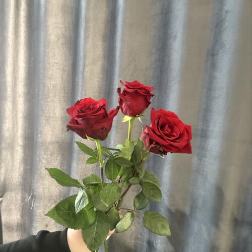 review-photo-before