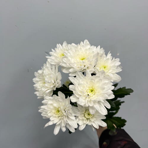 review-photo-before