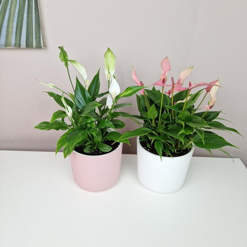 review-photo-before
