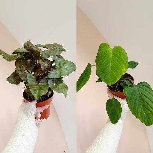 review-photo-before