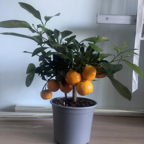 review-photo-before