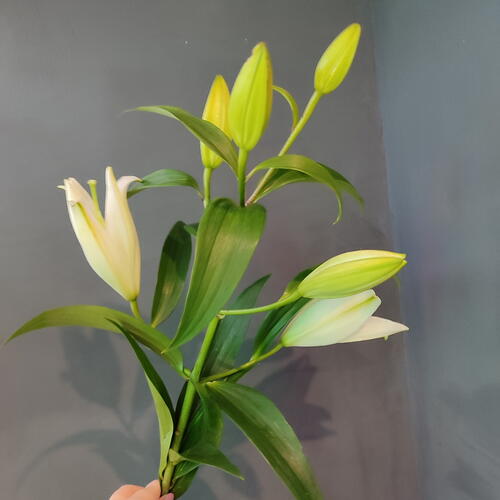 review-photo-before