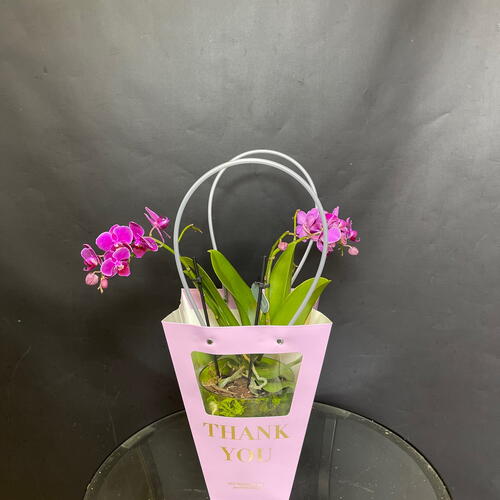 review-photo-before