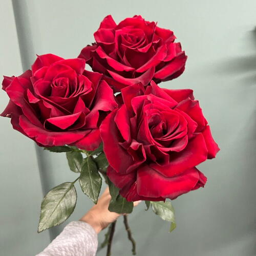 review-photo-before