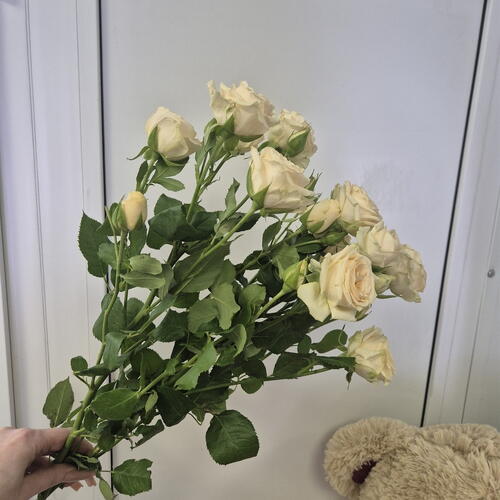 review-photo-before