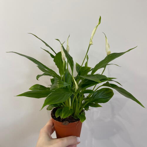 review-photo-before