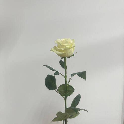 review-photo-before