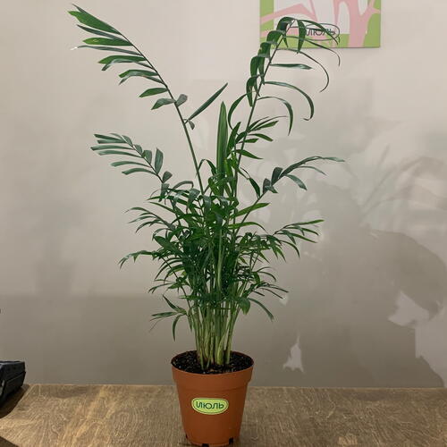 review-photo-before