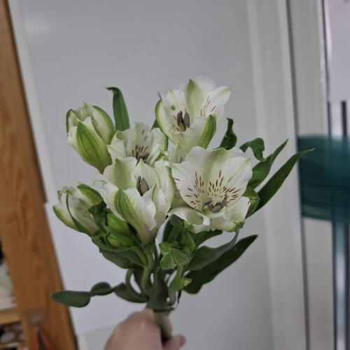 review-photo-before