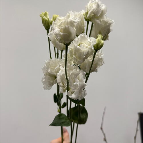 review-photo-before