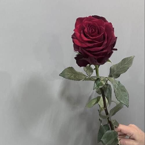 review-photo-before
