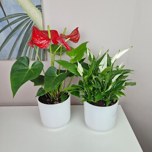 review-photo-before