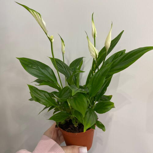review-photo-before