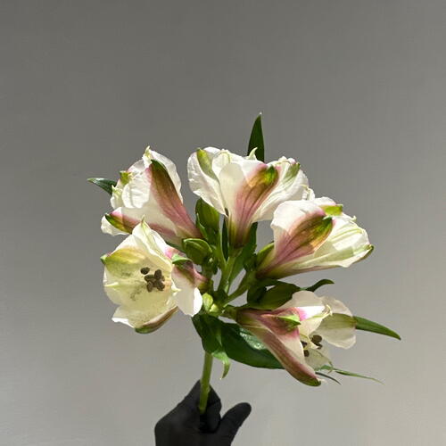 review-photo-before