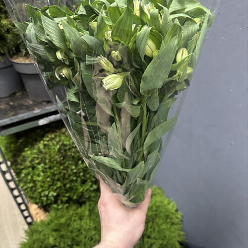 review-photo-before