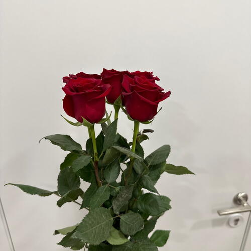 review-photo-before