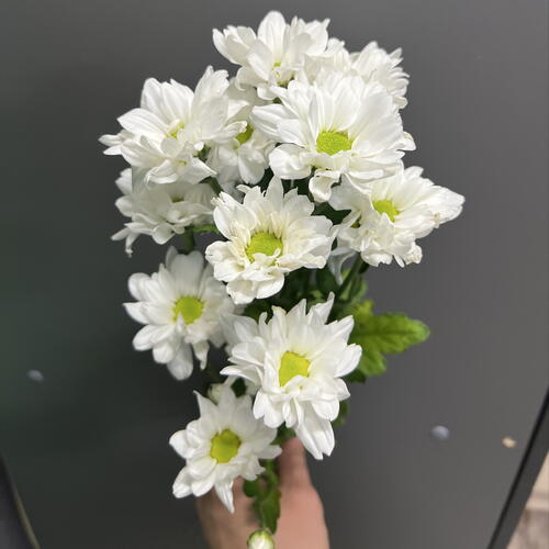 review-photo-before