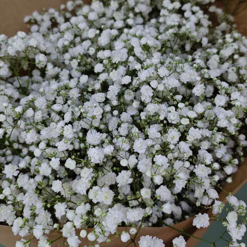 review-photo-before