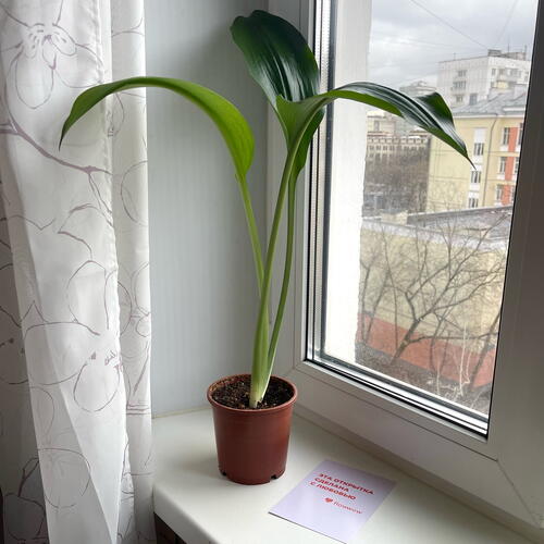 review-photo-before