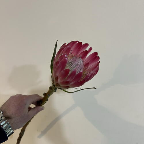 review-photo-before