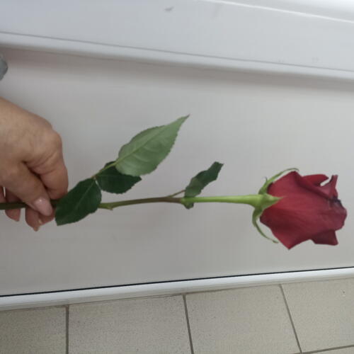 review-photo-before