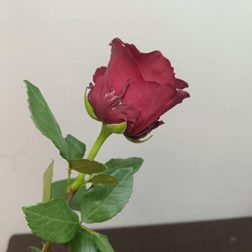 review-photo-before