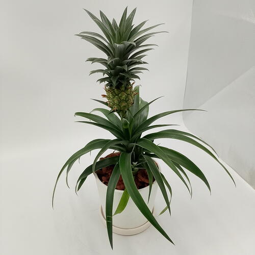 review-photo-before