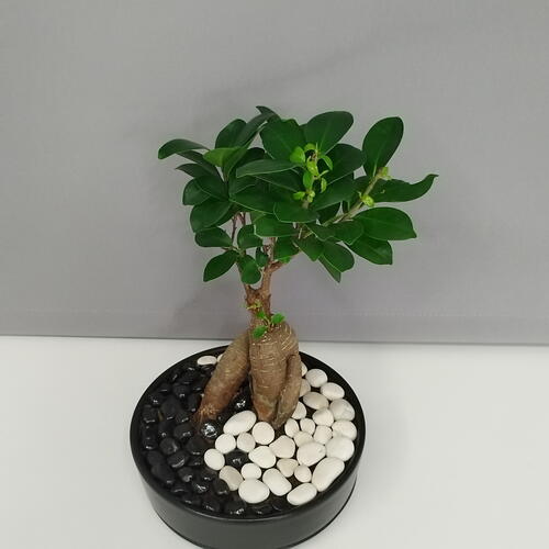 review-photo-before