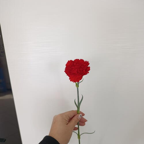 review-photo-before