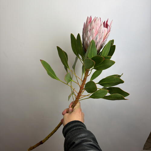 review-photo-before