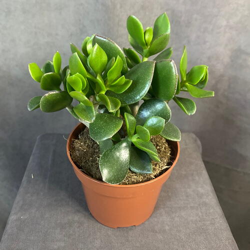 review-photo-before